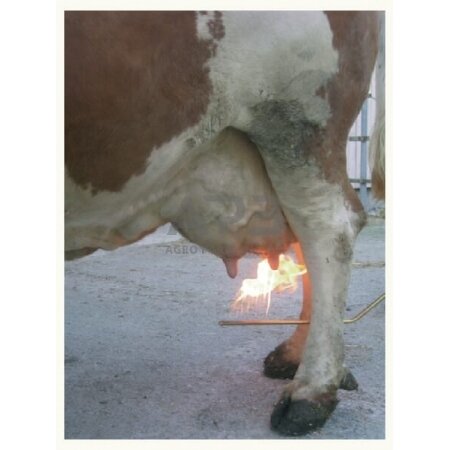 Plaukelių šalinimo nuo tešmens aparatas 3m žarna Kerbl VV15675 2 Plaukelių šalinimo nuo tešmens aparatas 3m žarna Kerbl VV15675 2